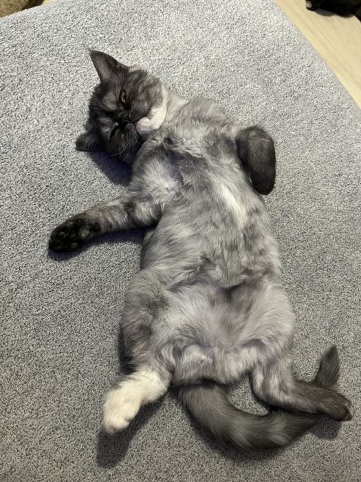 Екзотична дівчинка шукає дбайливі ручки