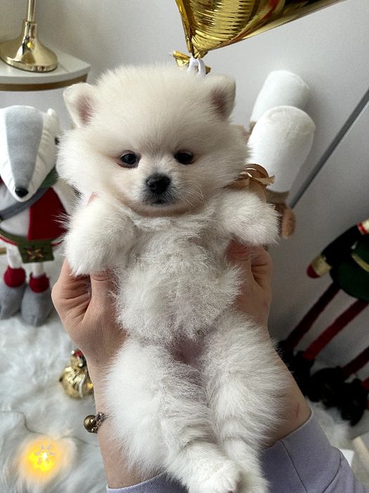 Ексклюзивні  Померанські шпіци з ідеальним характером