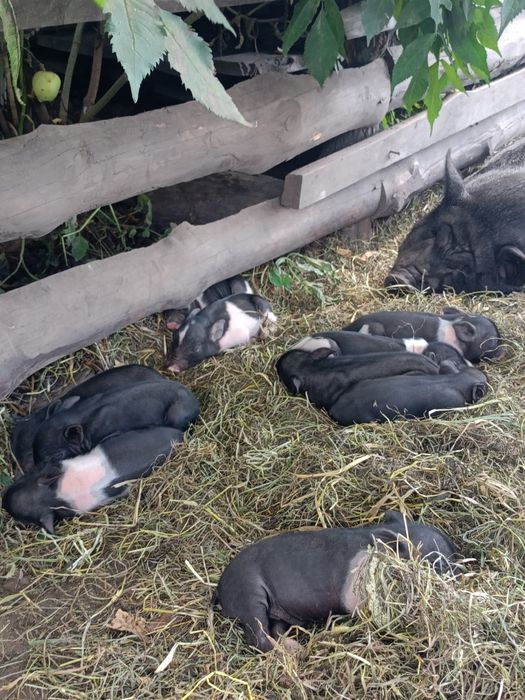 Продам поросят порода Мангал