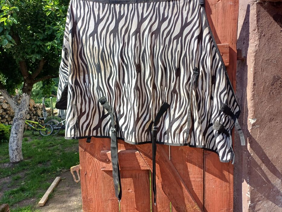 Zebra derka siatkowa 115