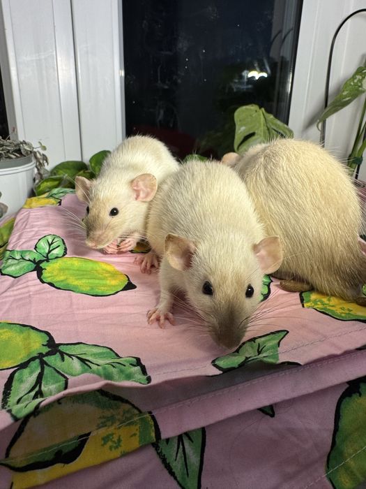 3 miesięczne szczurki szukają domu! Dumbo,