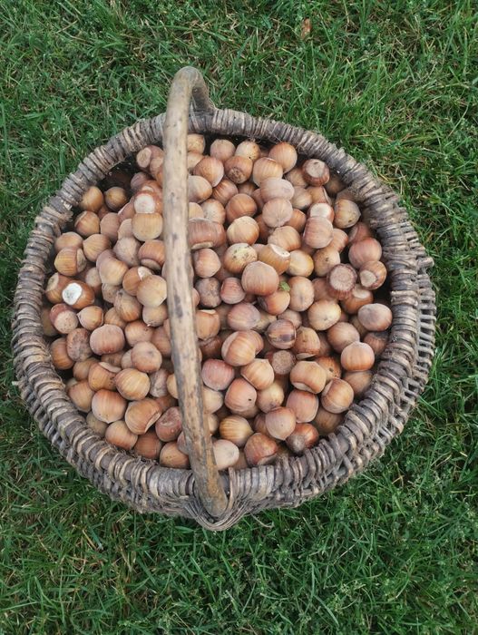 Orzechy laskowe 3kg