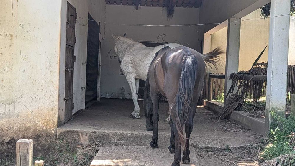 CERCAL Vendo Cavalo PSL Dressage + Égua + Zaldi Dressage
