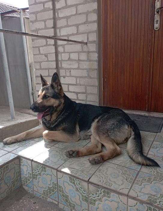 Отдам срочно немецкую овчарку