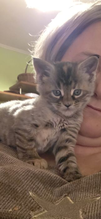 Maine Coon Kotka Na Kolanka