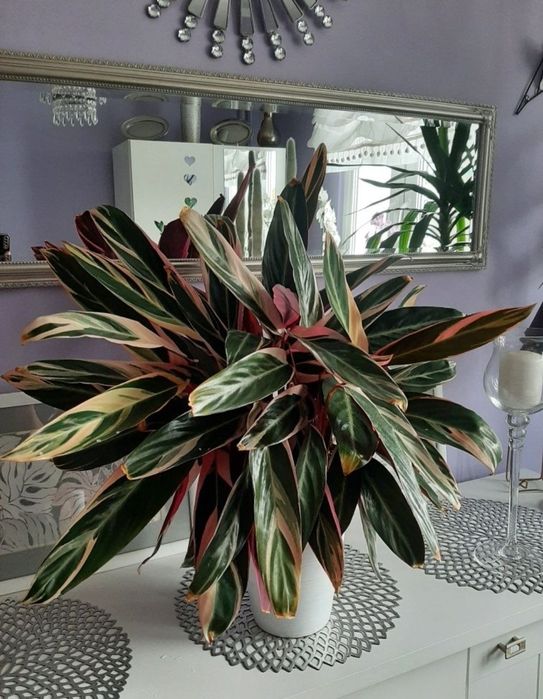 Sprzedam Calathea o wysokości 50cm