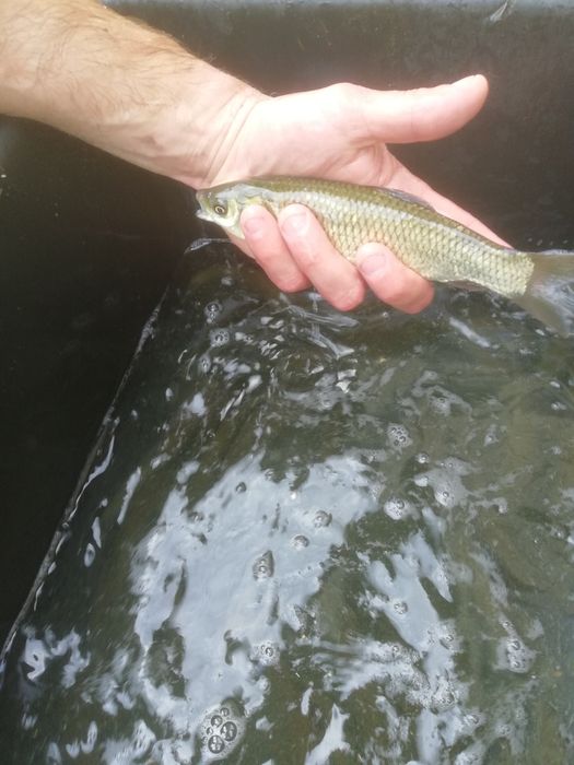 Amur kroczek narybek 15-20cm
