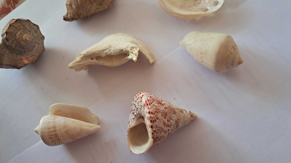 Ракушки мушлі для акваріуму
