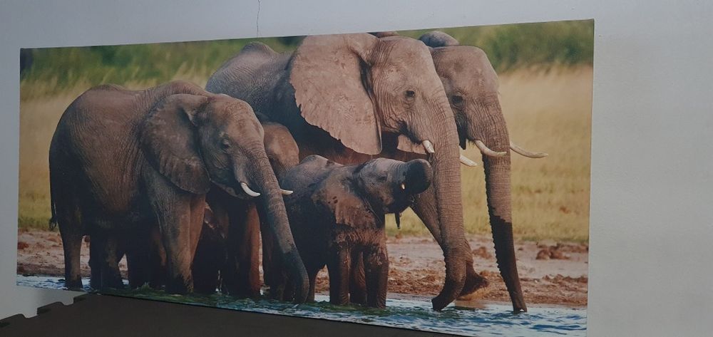Obraz Słonie 90x40 Nowy
