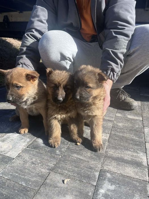 Szczeniaki w typie Owczarka Niemieckiego