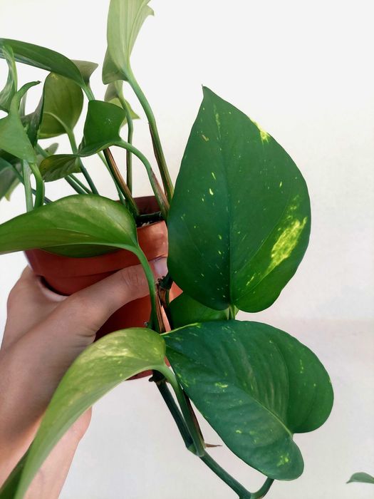 Planta Epipremnum aureum