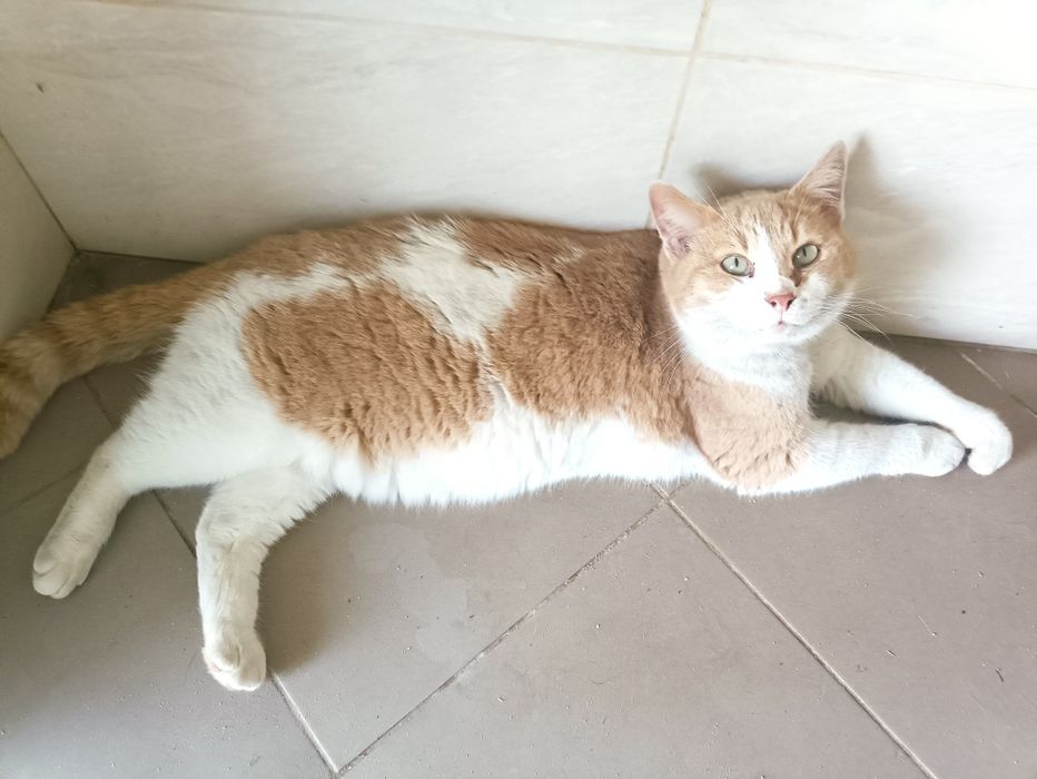 Марвел 5 лет кастрирован,в квартиру