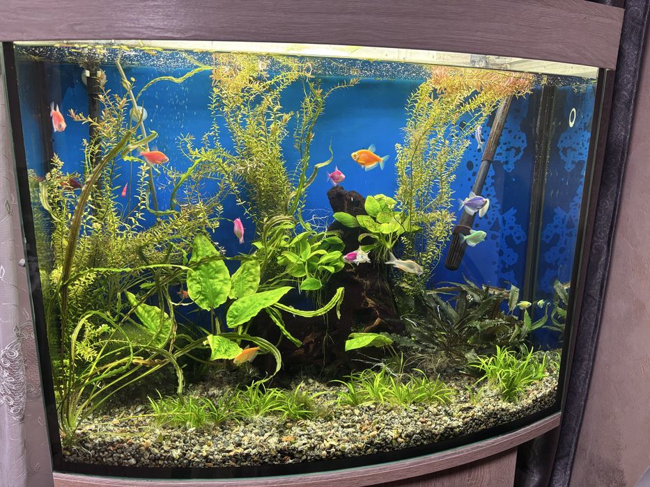 Аквариум с тумбой и всеми принадлежностями.