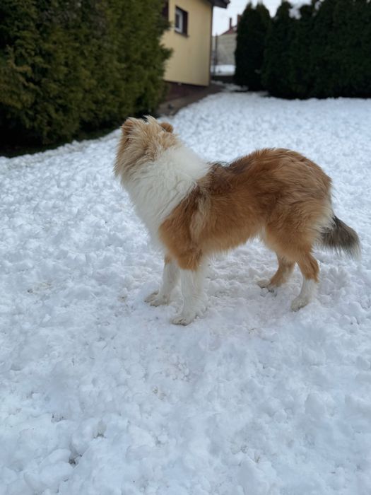 Owczarek szkocki collie FCI