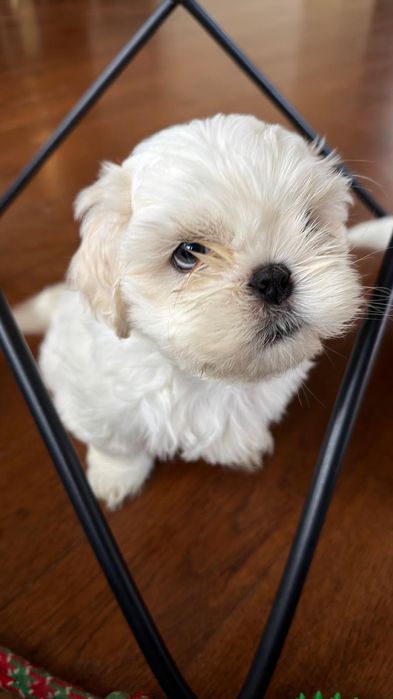 Shih tzu piesek rasowy