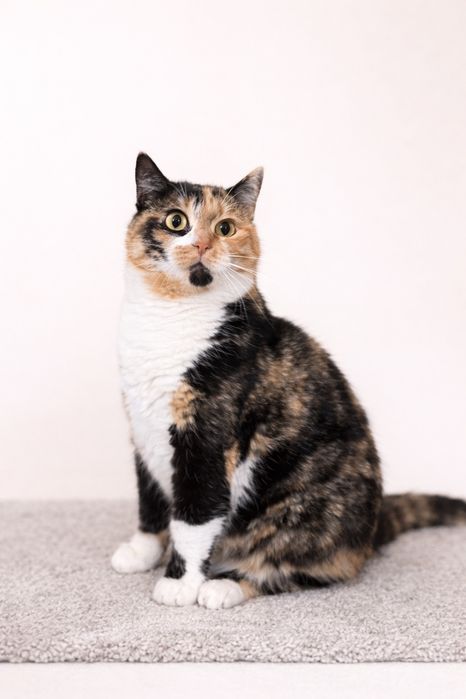 Анфіса кішечка шукає родину