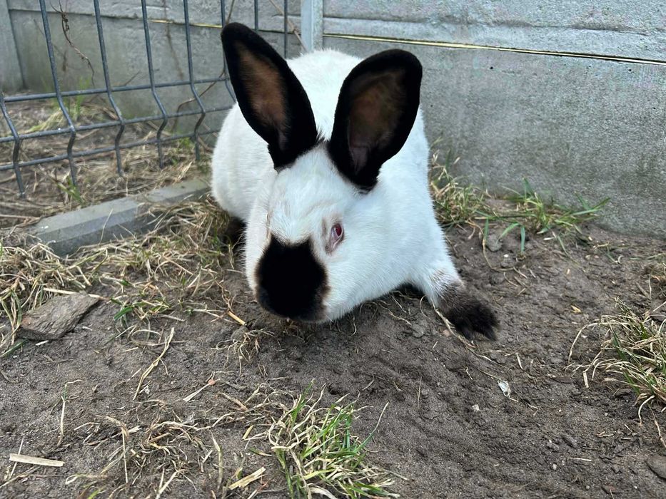 Królik kalifornijski