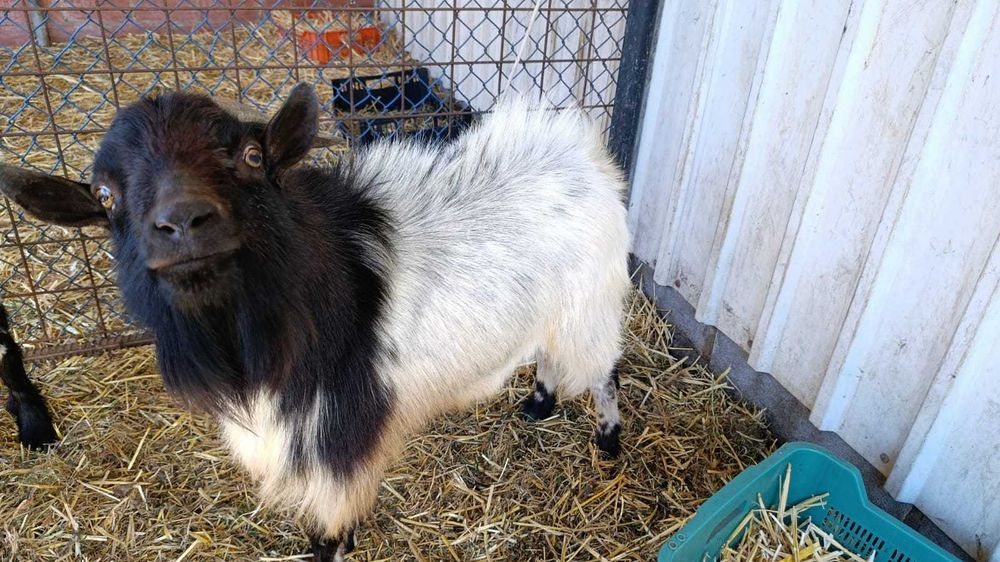 Bode 2 anos de idade – Para dar