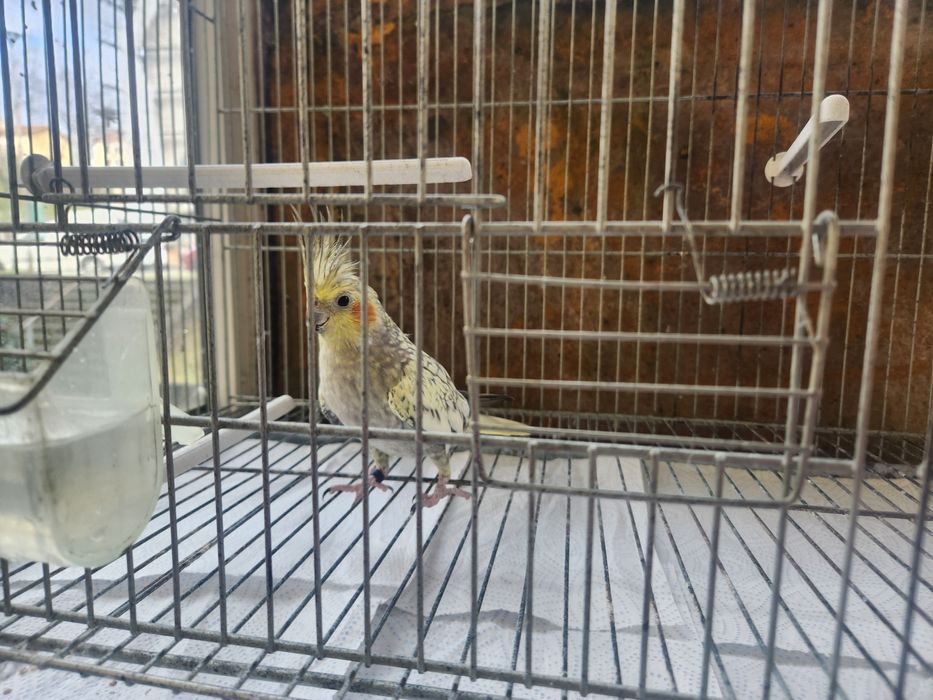 Caturra não domesticada