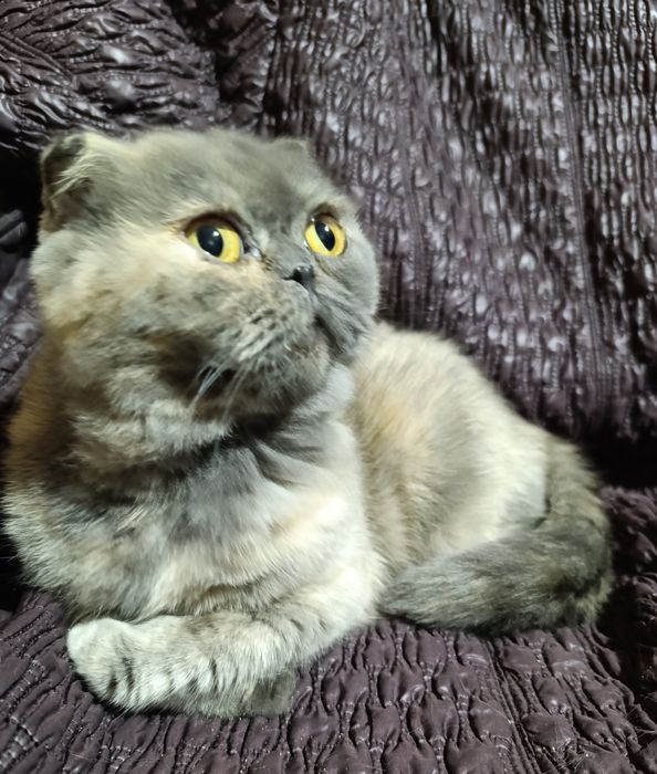 Шотландская голубо-кремовая скоттиш фолд