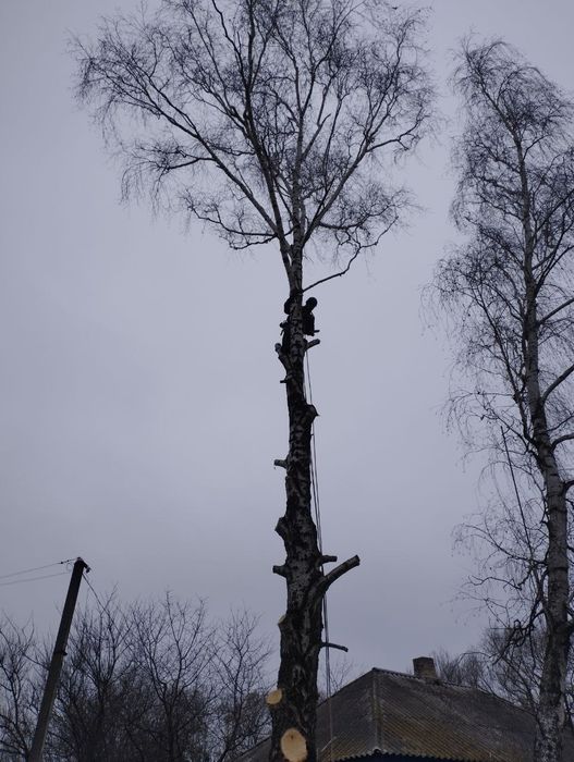 Професійне обрізання аварійних дерев