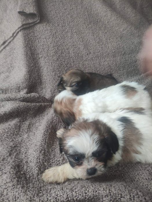 Малыши ши-тцульки