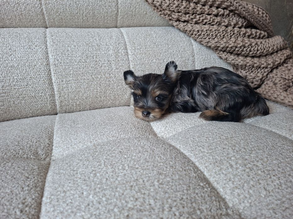 Yorkshire terrier  piesek