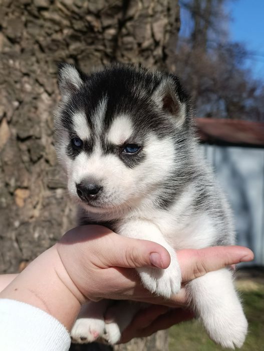 Хасята із розплідника. Шикарні малюки