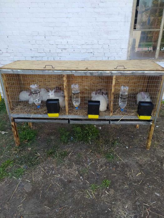 Кролі каліфорнійскі білі