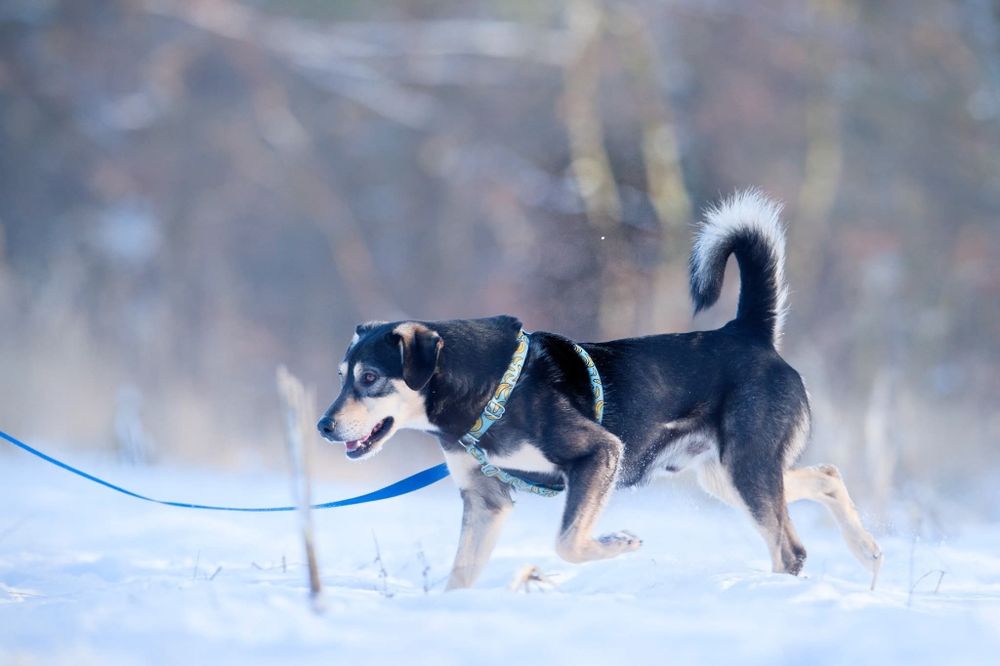 Gufi, szalony mlody psiak czeka na dom