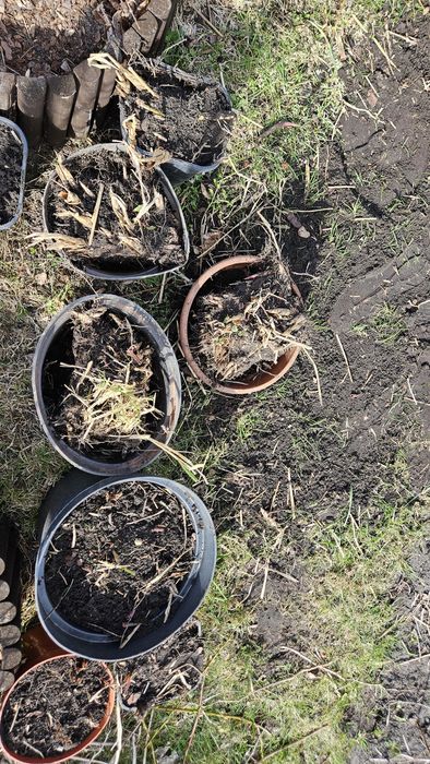 Trawa ozdobna Miskant chinski