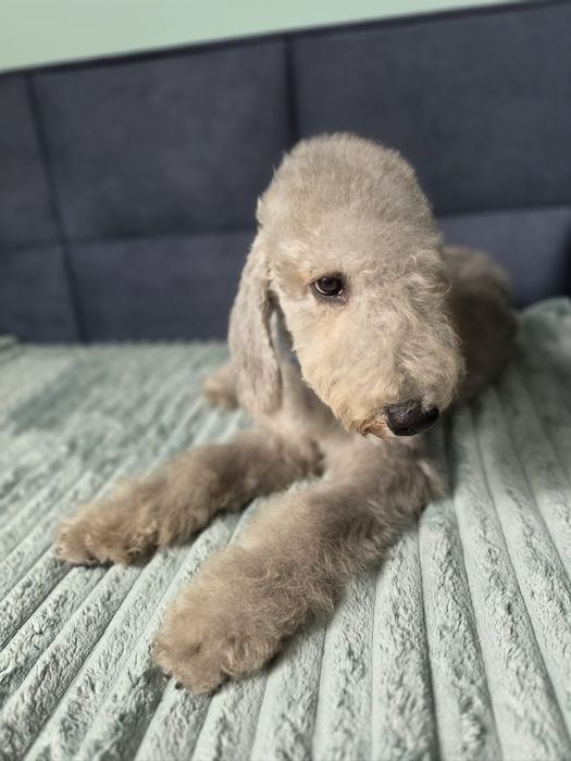 Bedlington terrier ZkwP Cotton Monkey FCI piesek