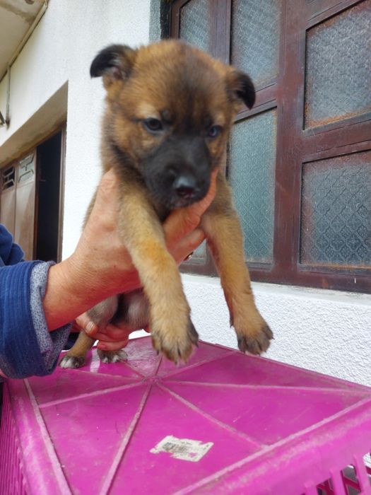 Cães para adopção