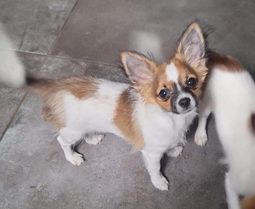 Piękny długowłosy samiec Chihuahua  Lipton - Już czeka na nowy domek.