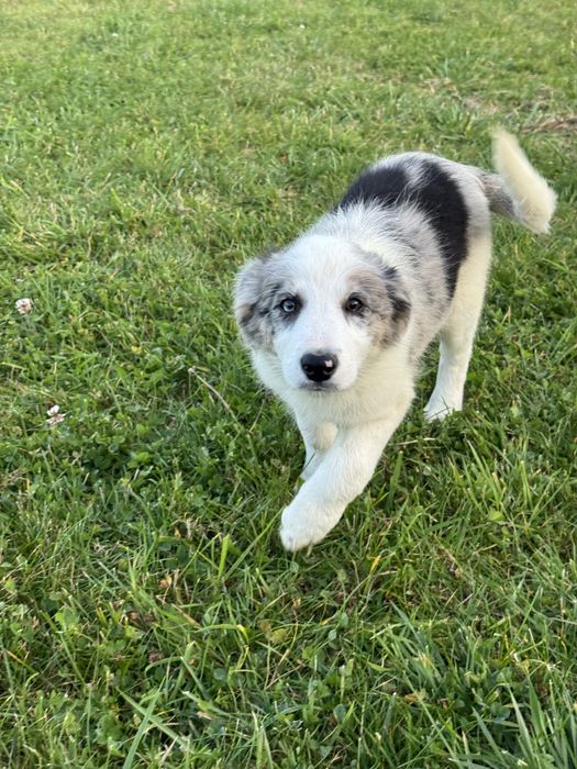Blue merle samiec Border Collie