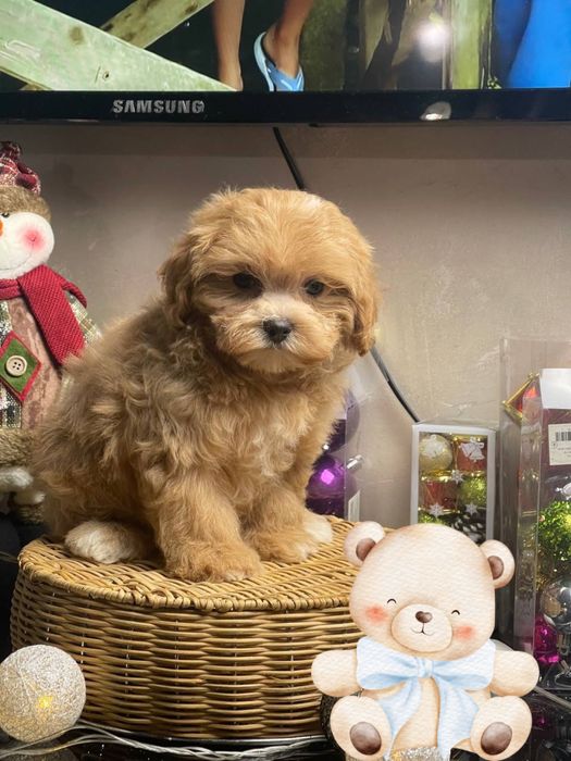 Мальтіпу бебі фейс! Мальтипу! Доставка!