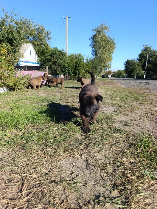 Малінуа Бельгійська вівчарк. 7 кабелів. Бронювання.
