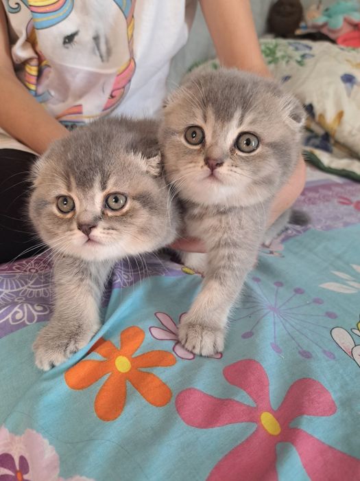 Кошенята шотландські