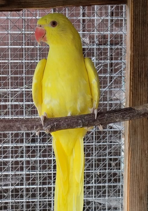 Aleksandretty obrożne żółte