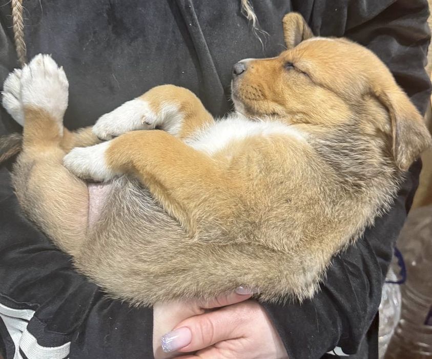 Щенки в добрую, любящею семью