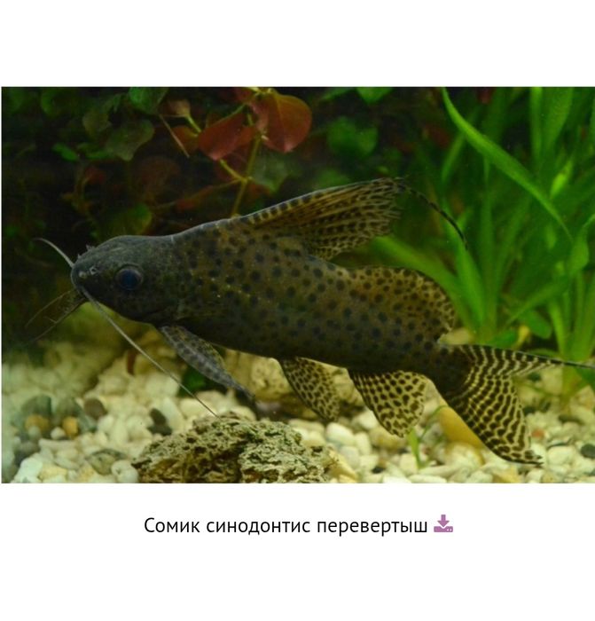 Продам свою рыбку