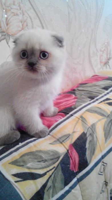 Вислоухий котенок