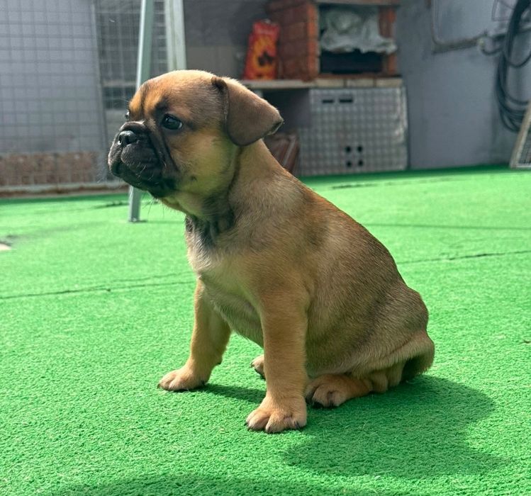 Bulldog francês fêmea fawn