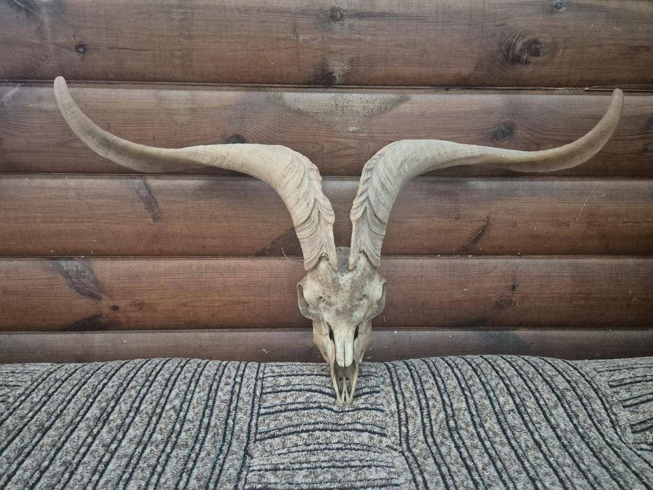 Baran cap rogi Viking