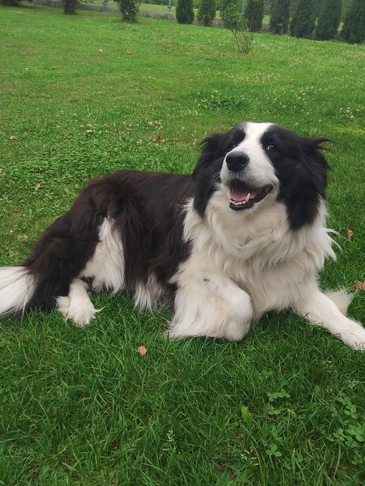 Pies Oddam BOLDER collie