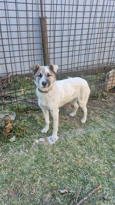 Отдам даром щенка  двортерьер