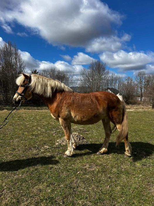 Klacz Haflinger (źrebna) Niagara