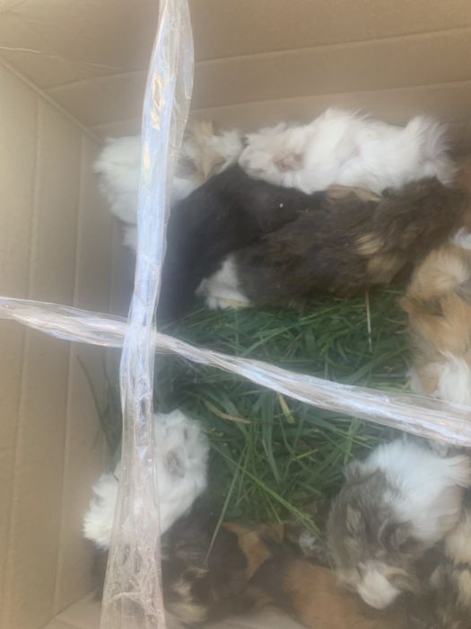 Морские свинки Хороший пітон це для дому