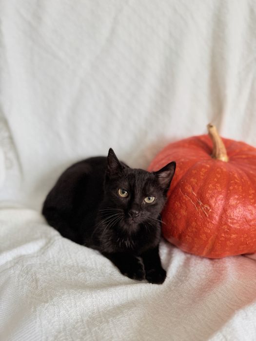 Cudowny Maciuś do adopcji!