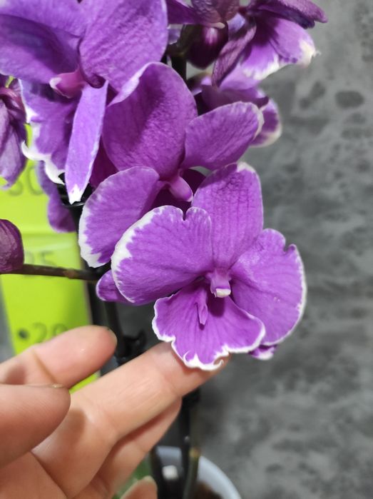 Орхідеї , фаленопсис, відцвіташки